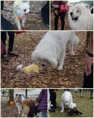 　佐伯　犬祭りに！_a0201257_22015285.jpg