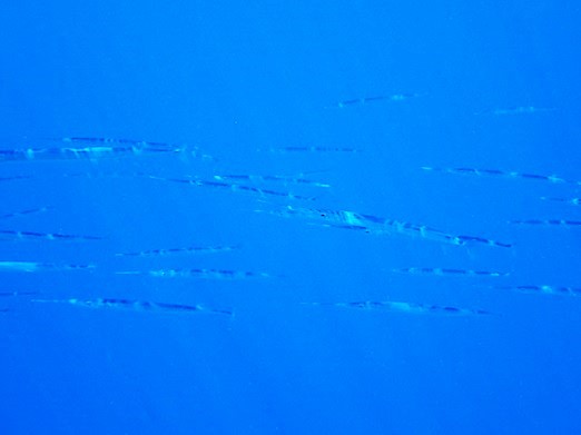 e0132965_81559.jpg
