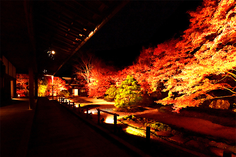 南禅寺 天授庵 紅葉ライトアップ ちょっとそこまで 南禅寺 天授庵 紅葉ライトアップ ちょっとそこまで