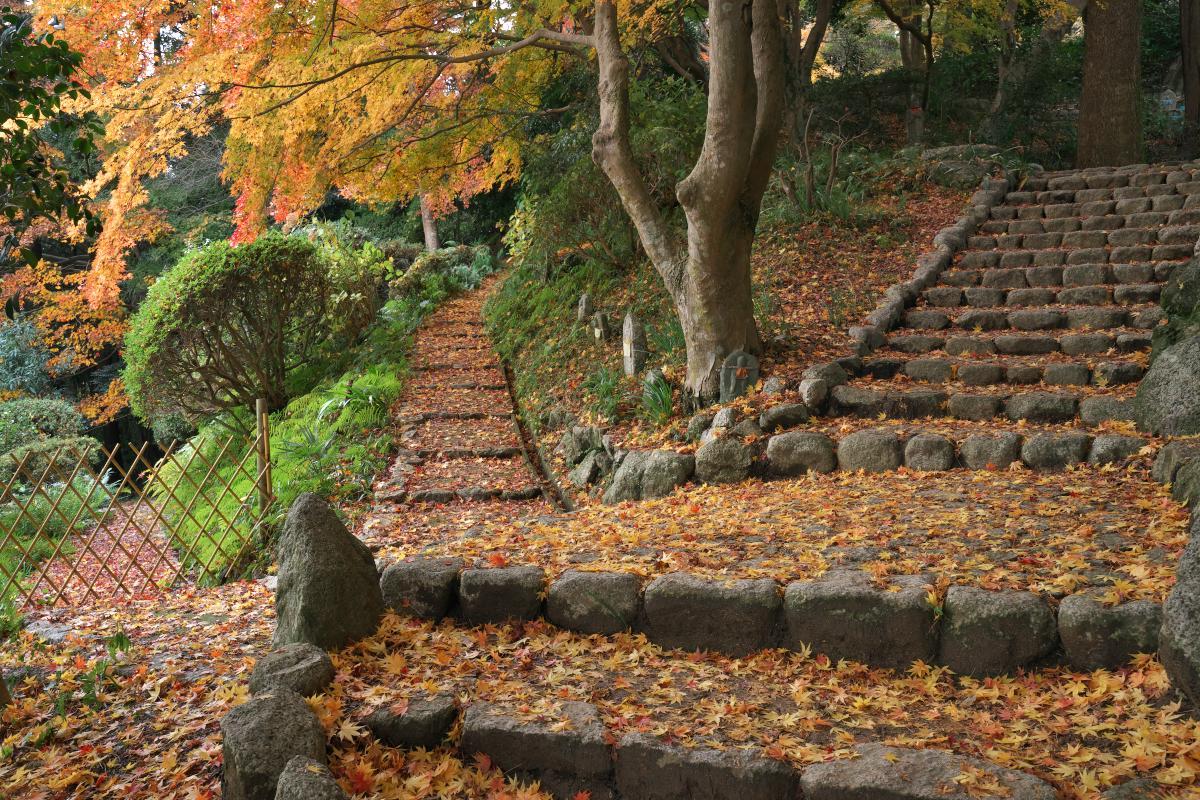 　九品寺　濡れ散紅葉 (3)_b0161171_04113389.jpg