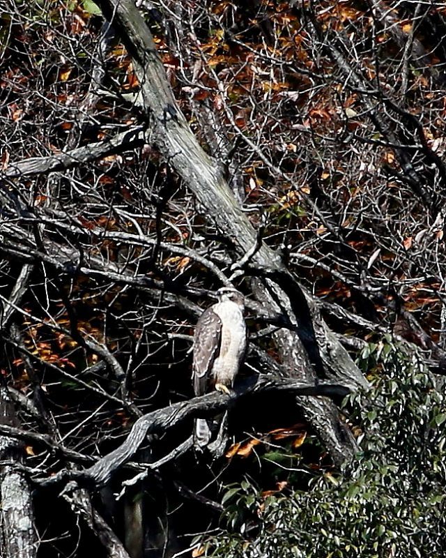 クマタカの飛び出し_e0330871_00241201.jpg