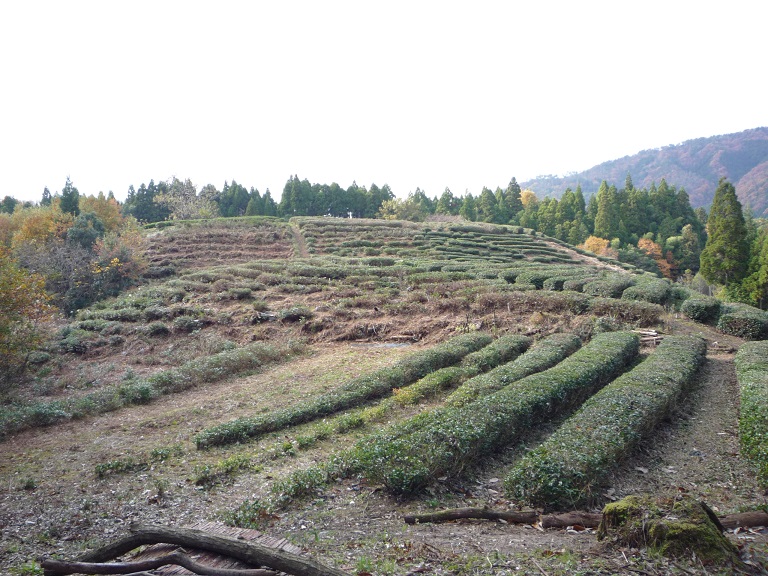 多良峡。鶏足寺。永源寺の旅・・・（その2）_c0086176_20433663.jpg