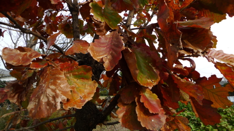 c0212083_17122142.jpg
