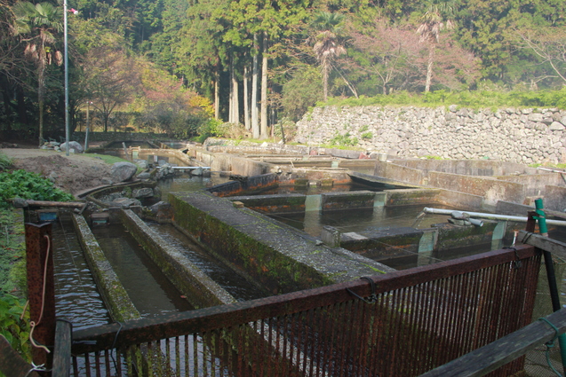 鈍川渓谷の釣り堀 門岡養魚場_f0098083_2337325.jpg