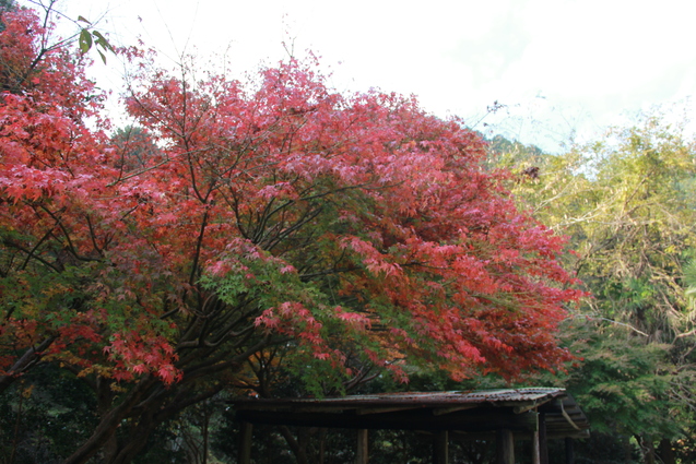 鈍川渓谷の釣り堀 門岡養魚場_f0098083_23384255.jpg