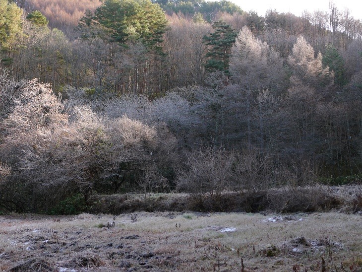 a0130586_955851.jpg