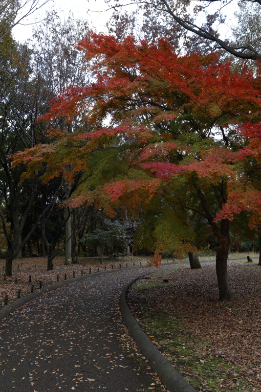 紅葉_a0290990_21584560.jpg