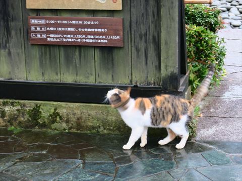 山代温泉と魯山人寓居跡_e0271890_18390549.jpg