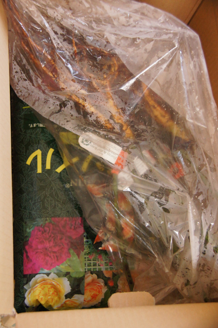 c0139591_2452519.jpg