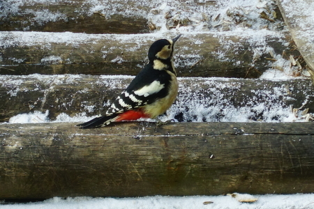 野鳥が沢山見られる季節_e0120896_08562307.jpg