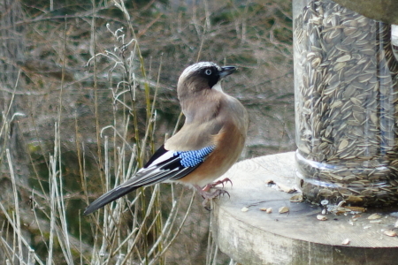 野鳥が沢山見られる季節_e0120896_08565005.jpg