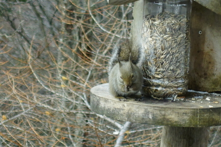 野鳥が沢山見られる季節_e0120896_08574550.jpg