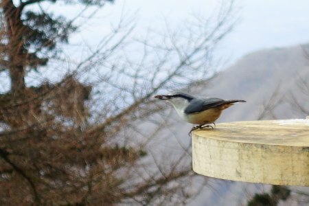野鳥が沢山見られる季節_e0120896_09061616.jpg