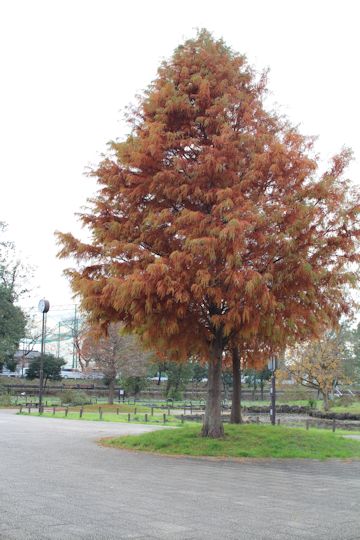 c0090198_18272258.jpg