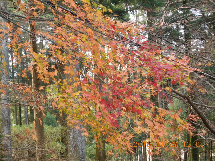 2016,11,29福岡の紅葉の名所巡り_f0013698_1831867.jpg