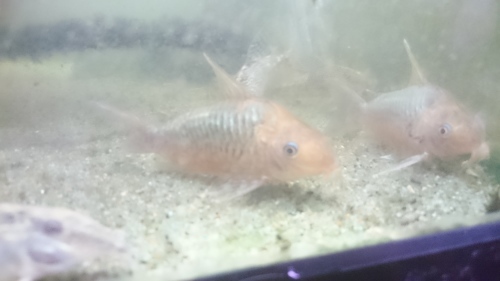 水槽の汚さと魚の状態は必ずしも比例しない_b0141806_04041169.jpg