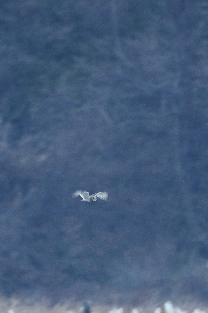 c0295707_8295979.jpg
