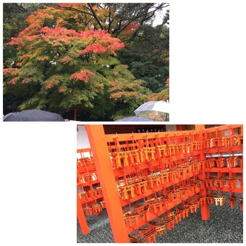 紅葉を観に京都へ_e0178307_14162283.jpg