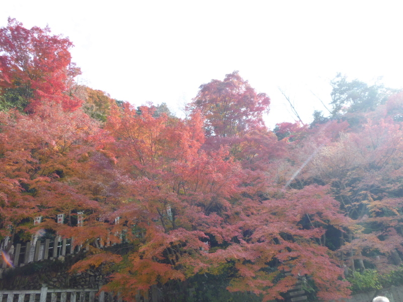 寂光院・継鹿尾山・石原口周回する_d0170615_07353426.jpg