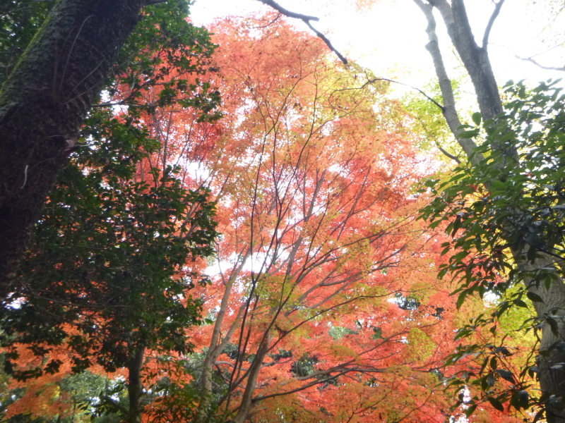 寂光院・継鹿尾山・石原口周回する_d0170615_07355328.jpg