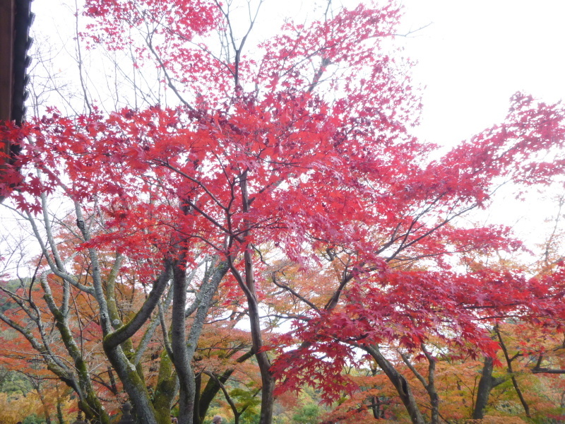 寂光院・継鹿尾山・石原口周回する_d0170615_07360127.jpg