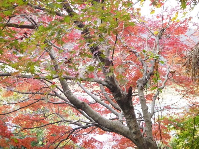 寂光院・継鹿尾山・石原口周回する_d0170615_07374453.jpg