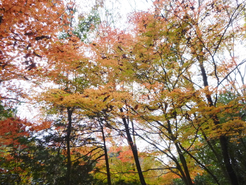 寂光院・継鹿尾山・石原口周回する_d0170615_09074579.jpg