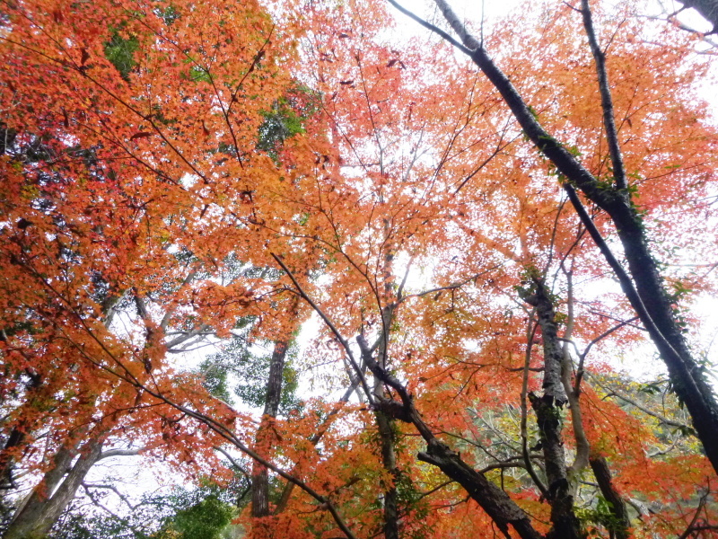 寂光院・継鹿尾山・石原口周回する_d0170615_09075784.jpg