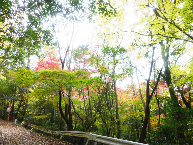 寂光院・継鹿尾山・石原口周回する_d0170615_09080981.jpg