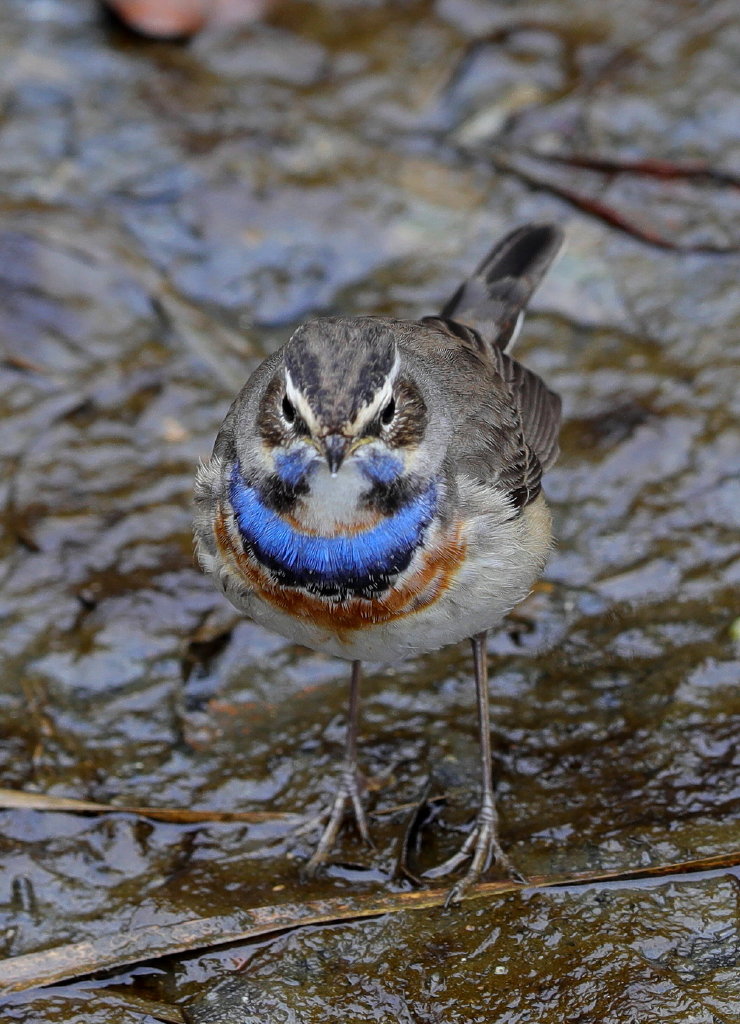 珍しい冬鳥_b0179023_2391436.jpg