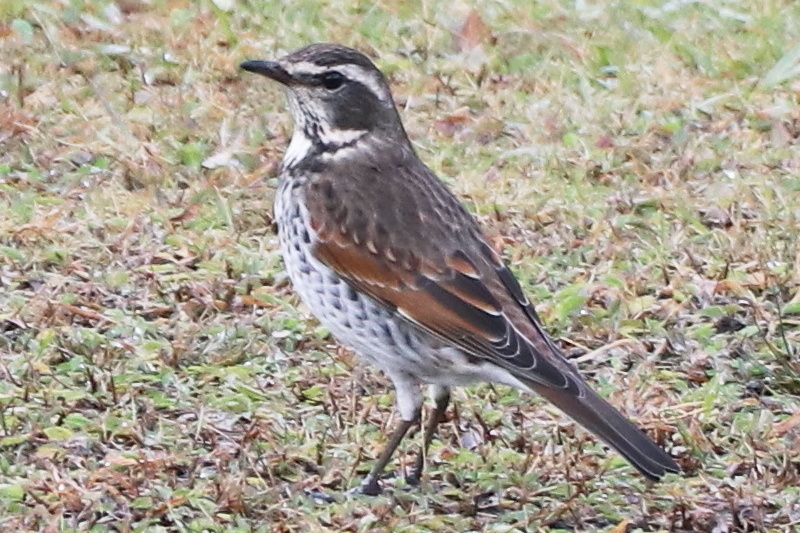 b0352223_16512016.jpg
