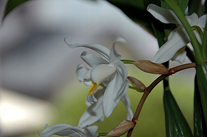 ラン らん 蘭 の花写真 2006_a0334126_15322961.jpg