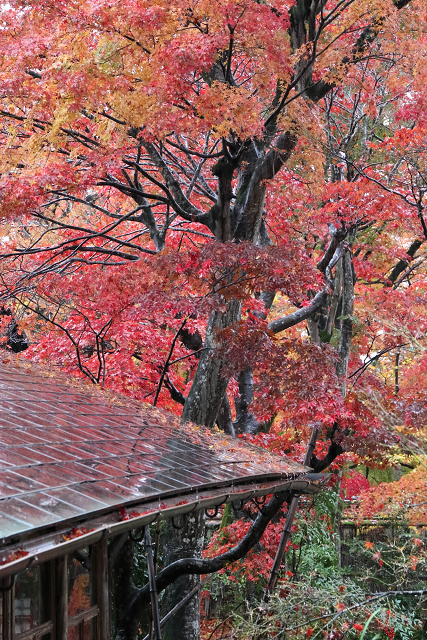 紅葉の京都2016 －秋の宝厳院（天龍寺塔頭） 早朝特別参拝（後編）－_b0169330_23515499.jpg