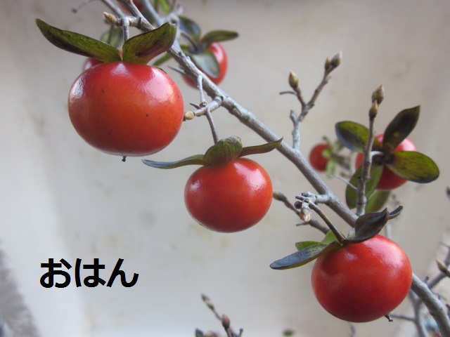 ローヤ柿・老鴉柿・老爺柿・ロウヤガキ・銘品紹介 : 桐生さんのローヤ