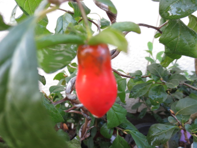 ローヤ柿・老鴉柿・老爺柿・ロウヤガキ・銘品紹介 : 桐生さんのローヤ