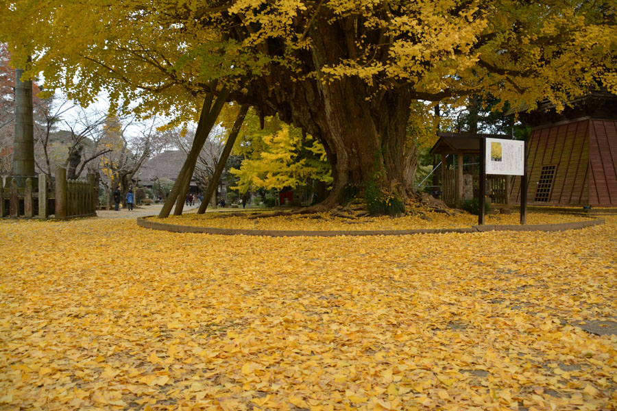 西蓮寺....黄葉散る_f0103534_20565032.jpg