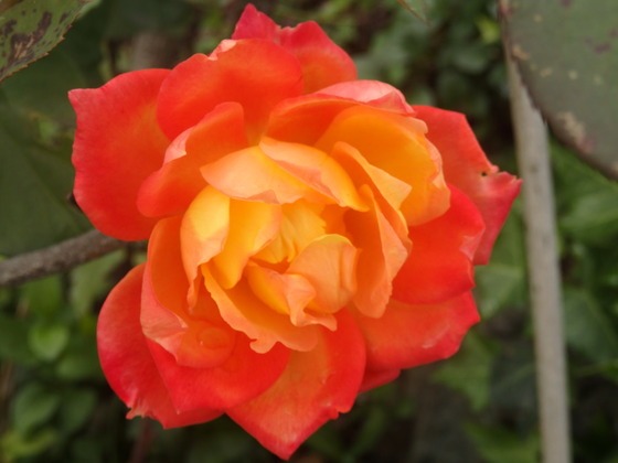 a0054240_2114387.jpg