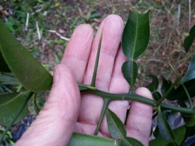c0330749_17152887.jpg