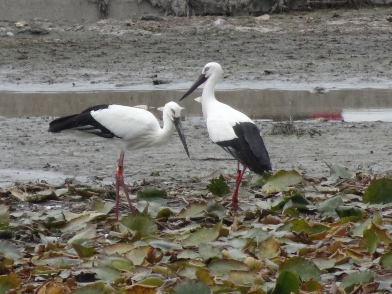 コウノトリ追っかけ第14日目・・・岬町：「宇度墓古墳の堀」_c0108460_17084422.jpg