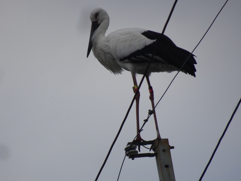 コウノトリ追っかけ第14日目・・・岬町：「宇度墓古墳の堀」_c0108460_17094806.jpg