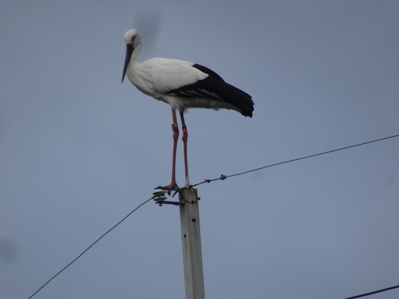 コウノトリ追っかけ第14日目・・・岬町：「宇度墓古墳の堀」_c0108460_17155232.jpg