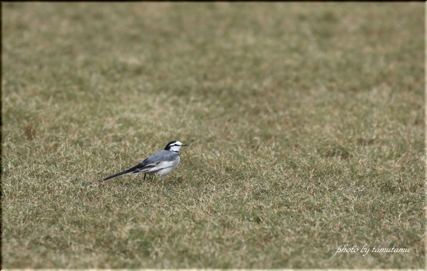 紅葉撮影で出会った野鳥達_e0351179_16104459.jpg