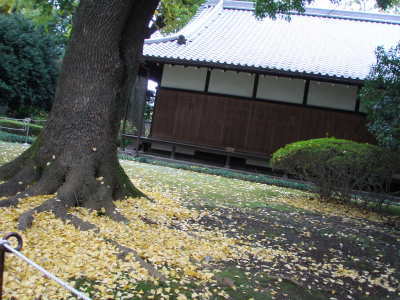 東京国立博物館庭園紅葉_f0007380_21563544.jpg