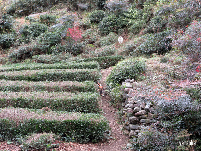 【中古】 ポシェット 合同句集/ふらんす堂/ポシェットの会 暮らしを灯す光と音～ 春分の日 『土佐和紙で ランプシェードを