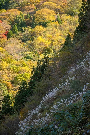 e0176993_13480717.jpg