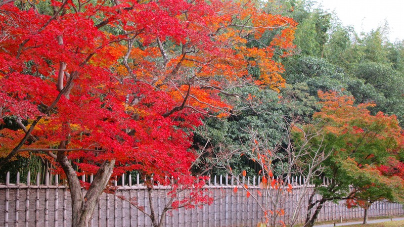 桂離宮紅葉/京都_b0163804_1053361.jpg