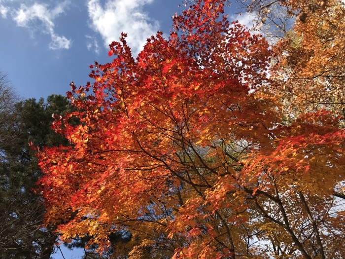 紅葉サイクリングツアー_e0266105_08595583.jpg