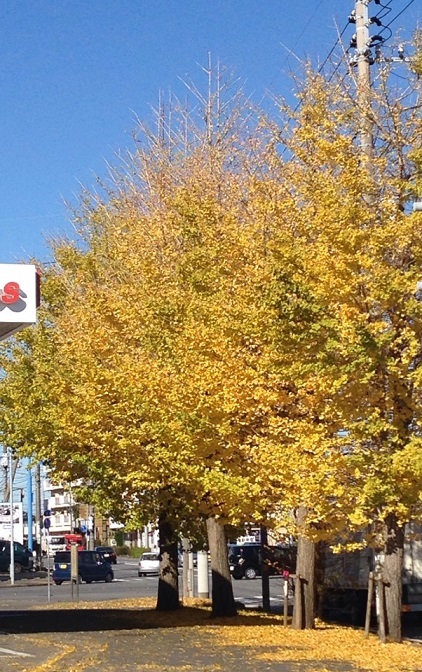 f0162908_20200496.jpg