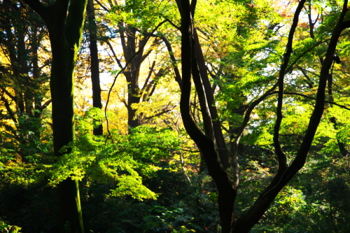 文京区　六義園の紅葉2_a0263109_19340771.jpg