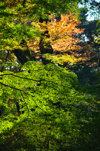 文京区　六義園の紅葉2_a0263109_19340868.jpg